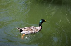 夏季肉鴨關鍵飼養管理要點（技術指導）