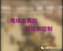 夏季球蟲到底該怎么預(yù)防治療？都在這里！