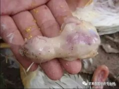 肉雞最頭疼的還是腺肌胃炎，到底該怎么解決？